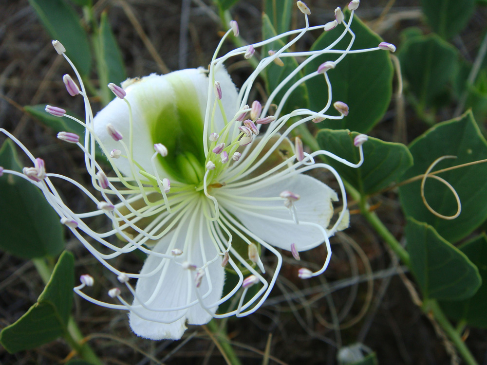 Image of Capparis herbacea specimen.