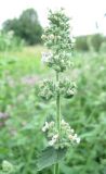 Nepeta cataria