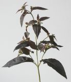 Lysimachia ciliata