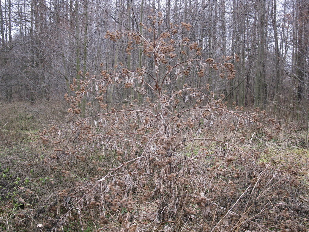 Изображение особи род Arctium.