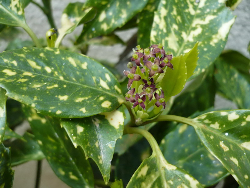 Image of Aucuba japonica specimen.