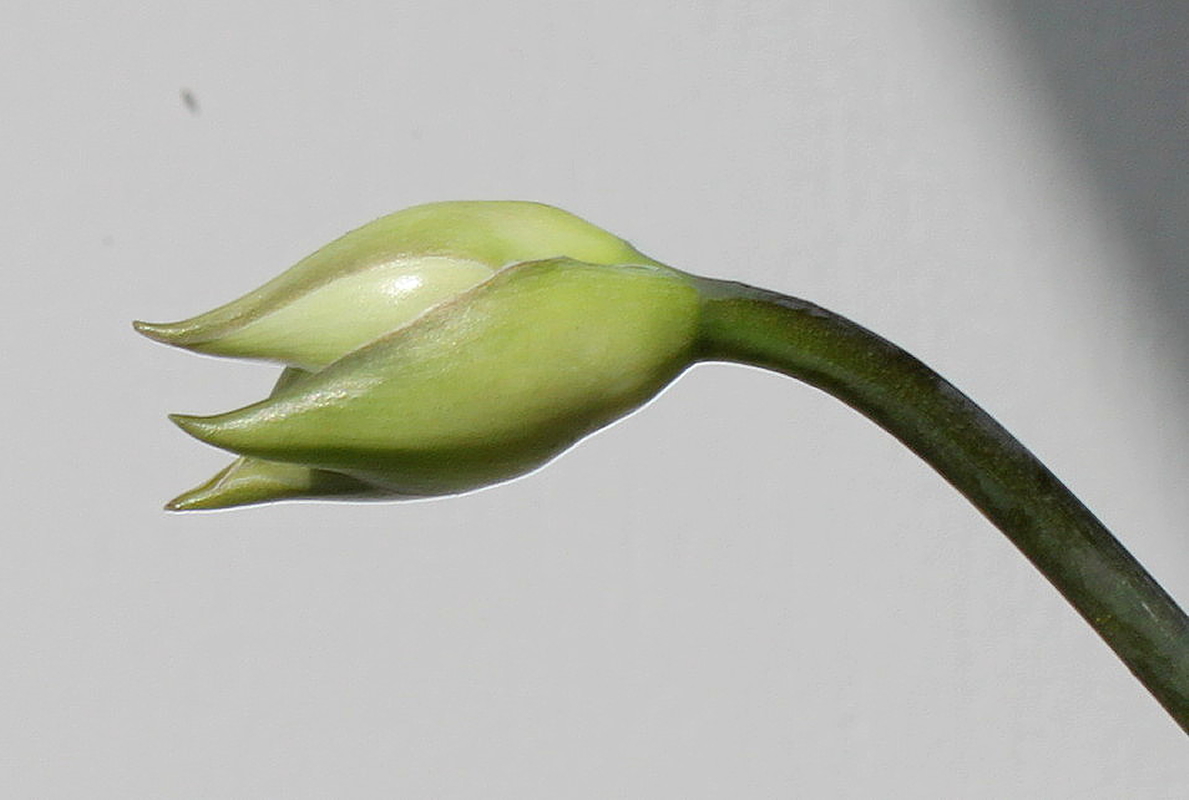 Image of Hosta sieboldiana specimen.
