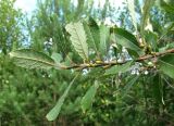Salix caprea
