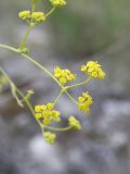 Bupleurum exaltatum