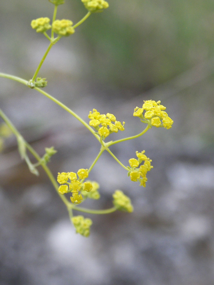 Image of Bupleurum exaltatum specimen.