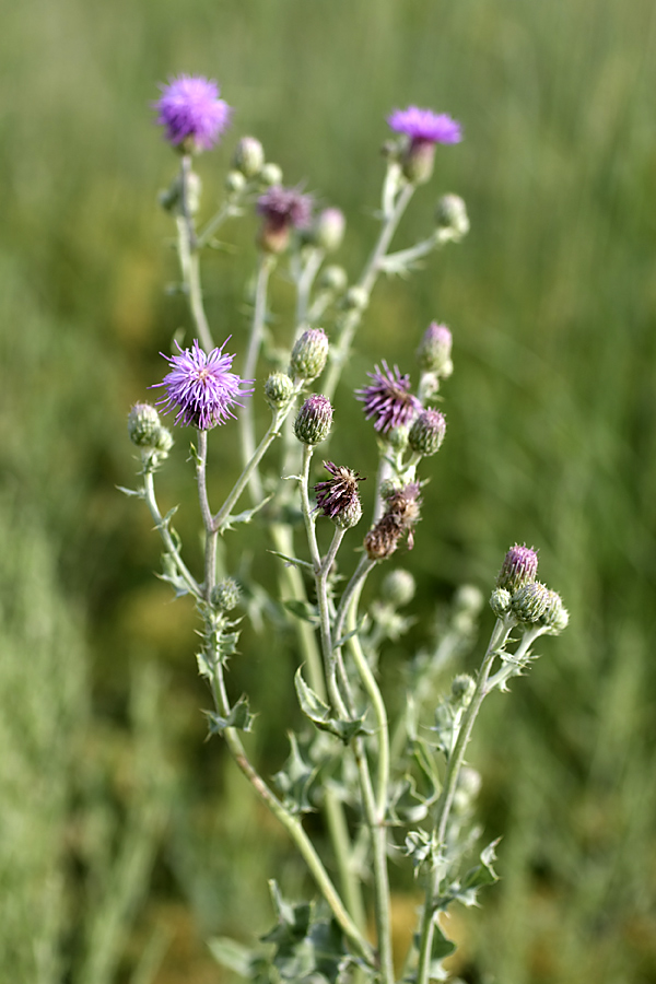 Изображение особи Cirsium incanum.