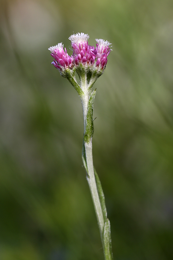 Image of Antennaria dioica specimen.