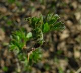 Grossularia reclinata