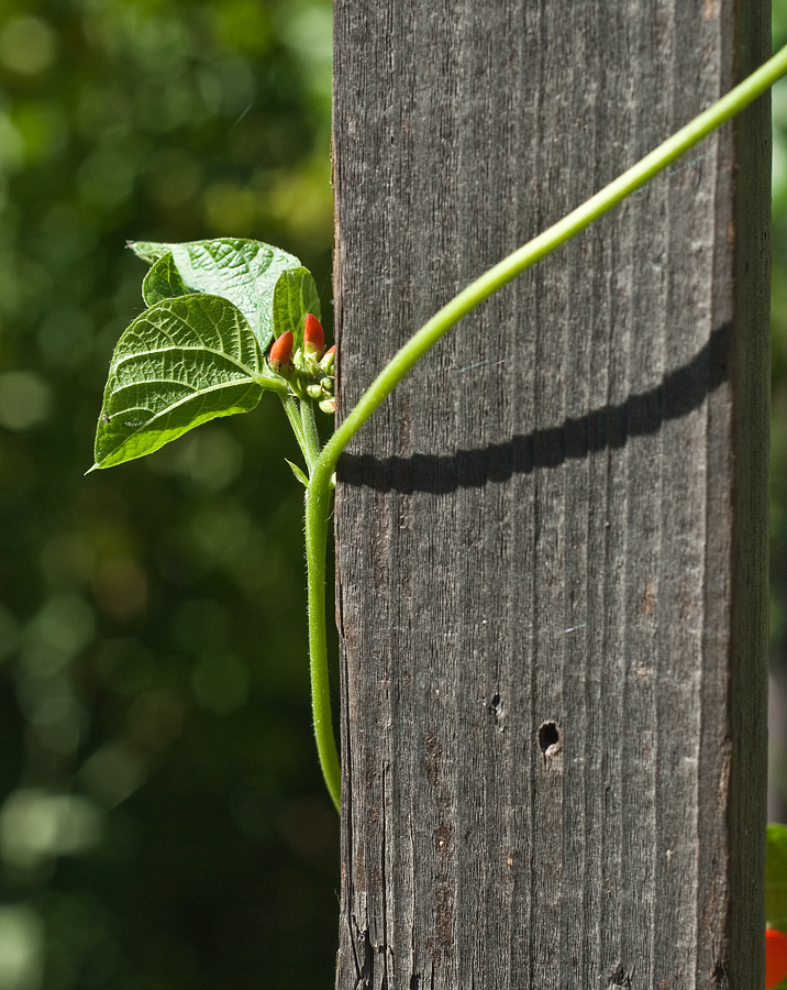 Изображение особи Phaseolus coccineus.