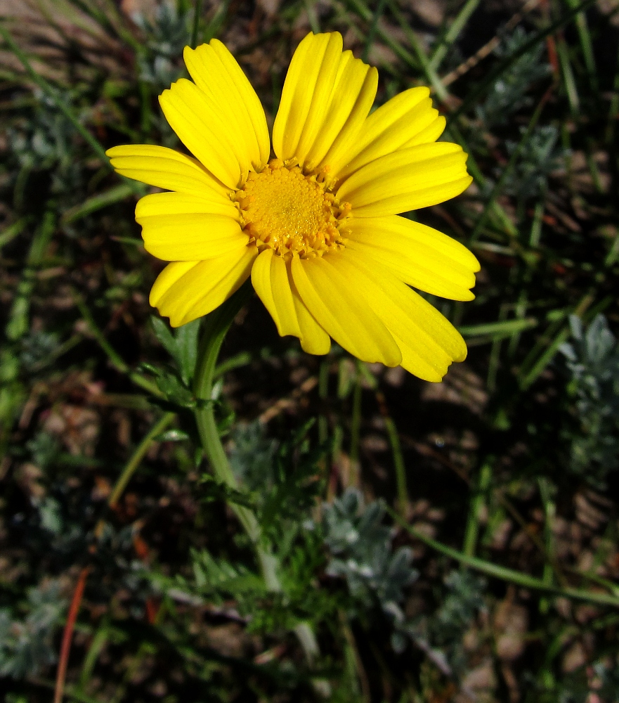 Image of Glebionis segetum specimen.