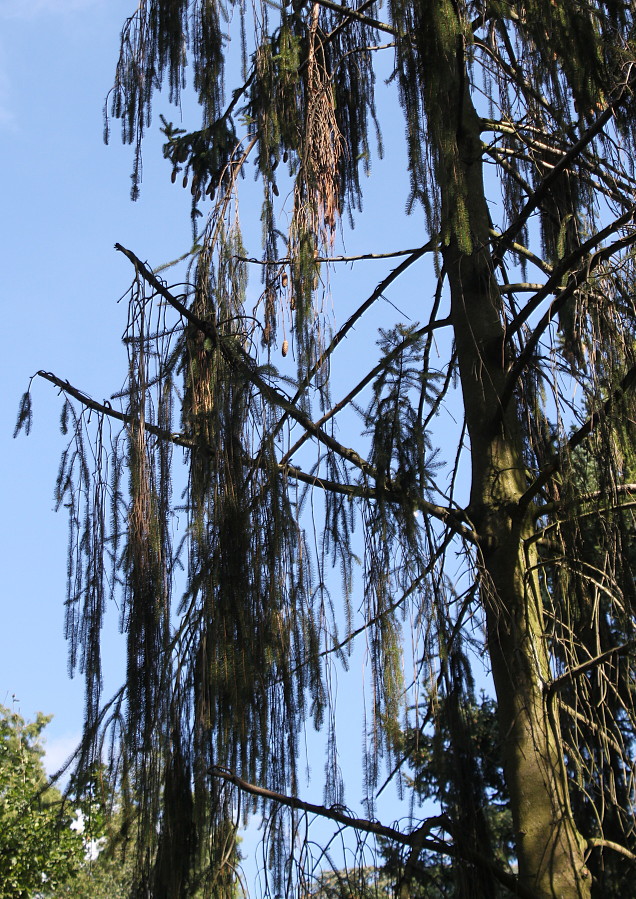 Image of Picea abies specimen.