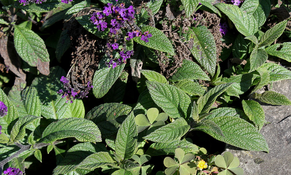 Изображение особи Heliotropium arborescens.