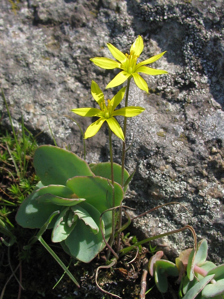 Image of Gagea bulbifera specimen.