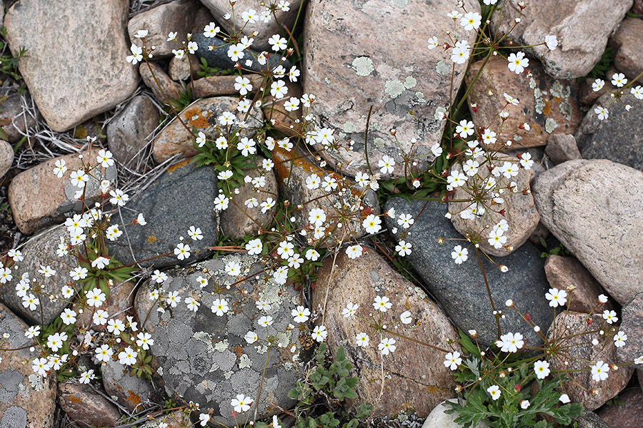 Image of Androsace lactiflora specimen.