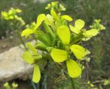 Erysimum flavum. Соцветие. Иркутская обл., оз. Байкал, о. Ольхон, окр. фермы Ташкай, берег залива Загли, обочина дороги. 24.07.2012.