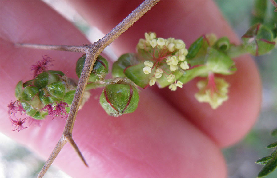 Изображение особи Sarcopoterium spinosum.