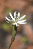 Silene alexandrae