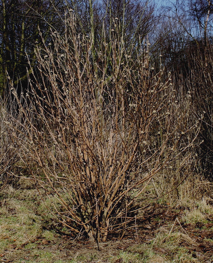 Image of Viburnum lantana specimen.