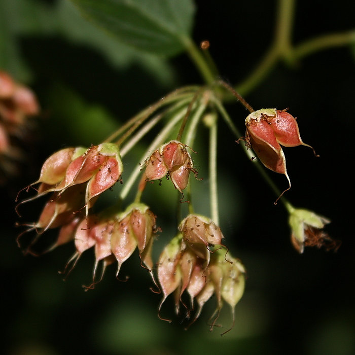 Изображение особи Physocarpus opulifolius.