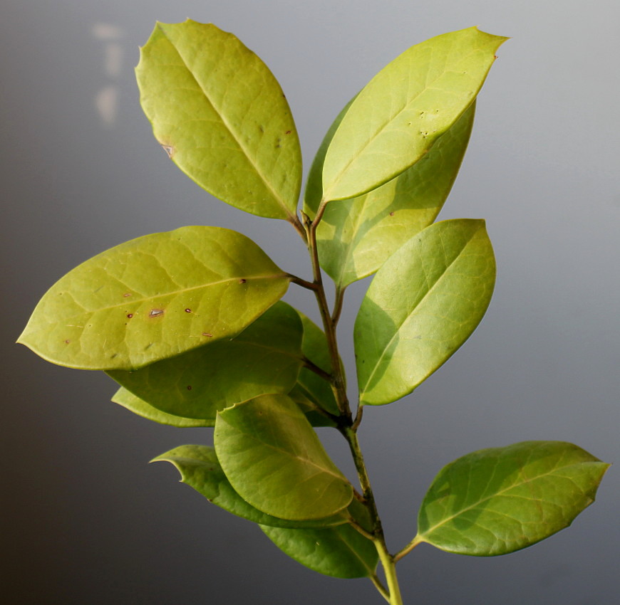 Image of Ilex aquifolium specimen.