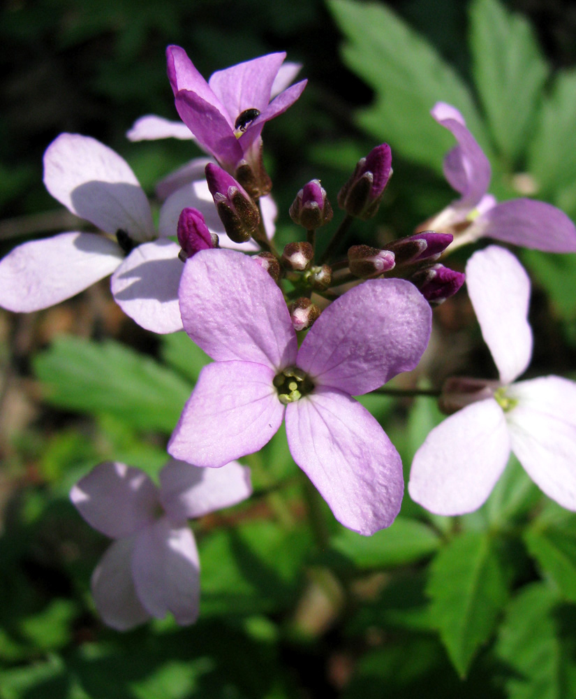 Изображение особи Cardamine quinquefolia.