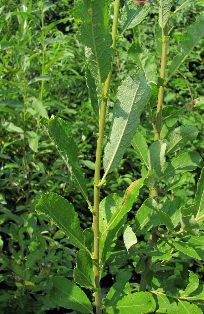 Image of Salix × reichardtii specimen.