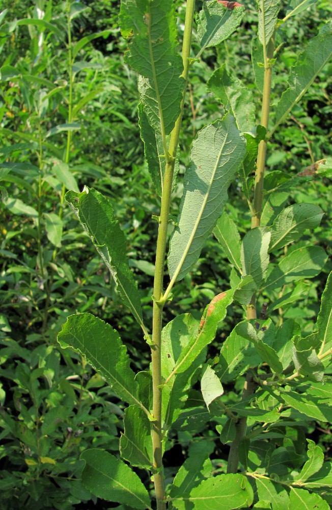 Image of Salix &times; reichardtii specimen.