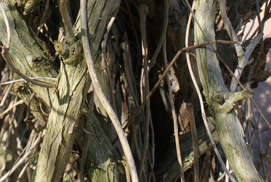 Image of Campsis radicans specimen.