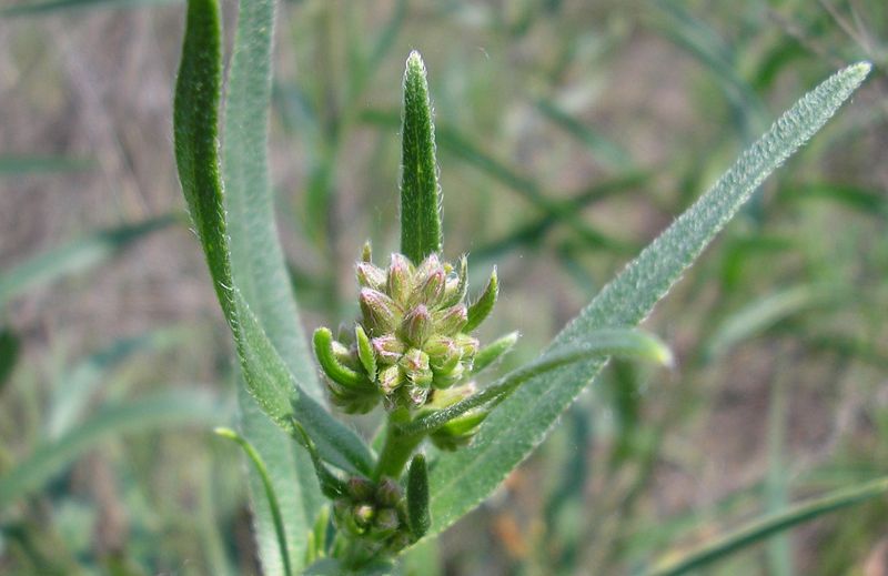 Image of Anchusa gmelinii specimen.