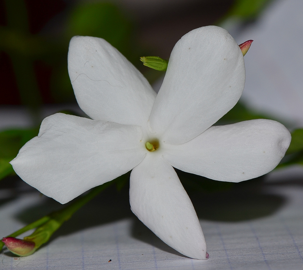 Изображение особи Jasminum polyanthum.