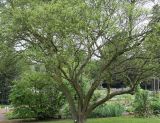 Zanthoxylum armatum