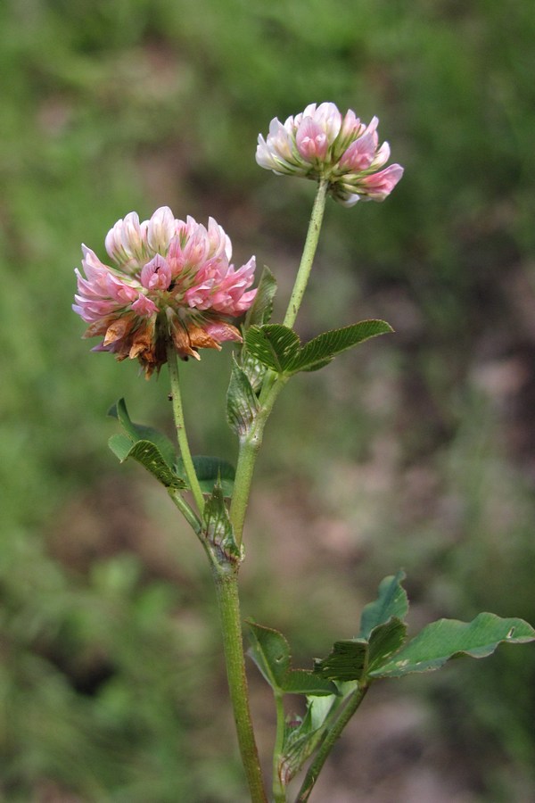 Изображение особи Trifolium hybridum.