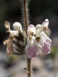 Stachys hissarica. Часть соцветия. Узбекистан, Ташкентская обл., зап. отроги Чаткальского хр., ур. Чимган, ущ. Катта-Коксай. 26.06.2013.