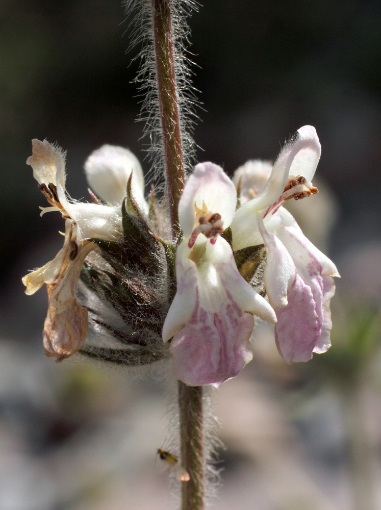 Изображение особи Stachys hissarica.