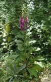 Digitalis purpurea