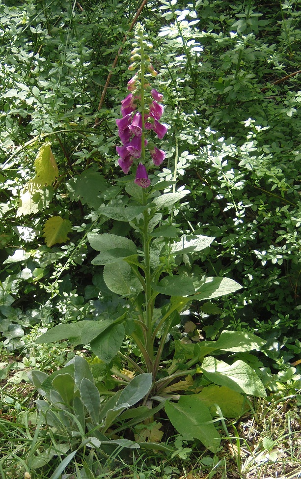 Изображение особи Digitalis purpurea.