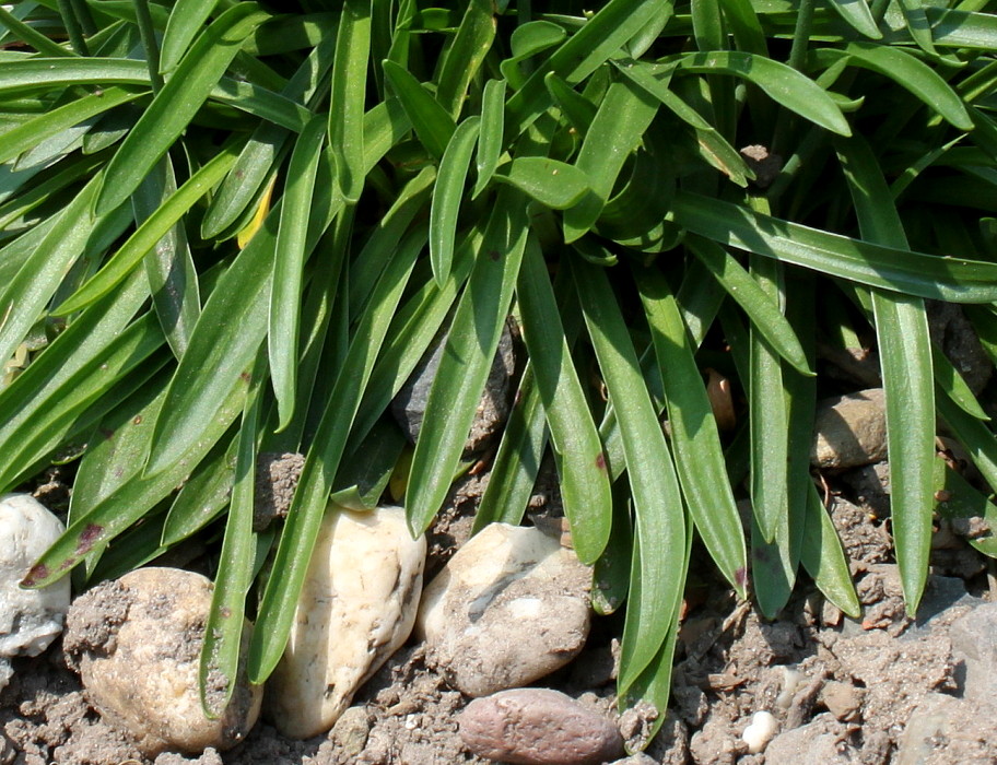 Image of Armeria transmontana specimen.