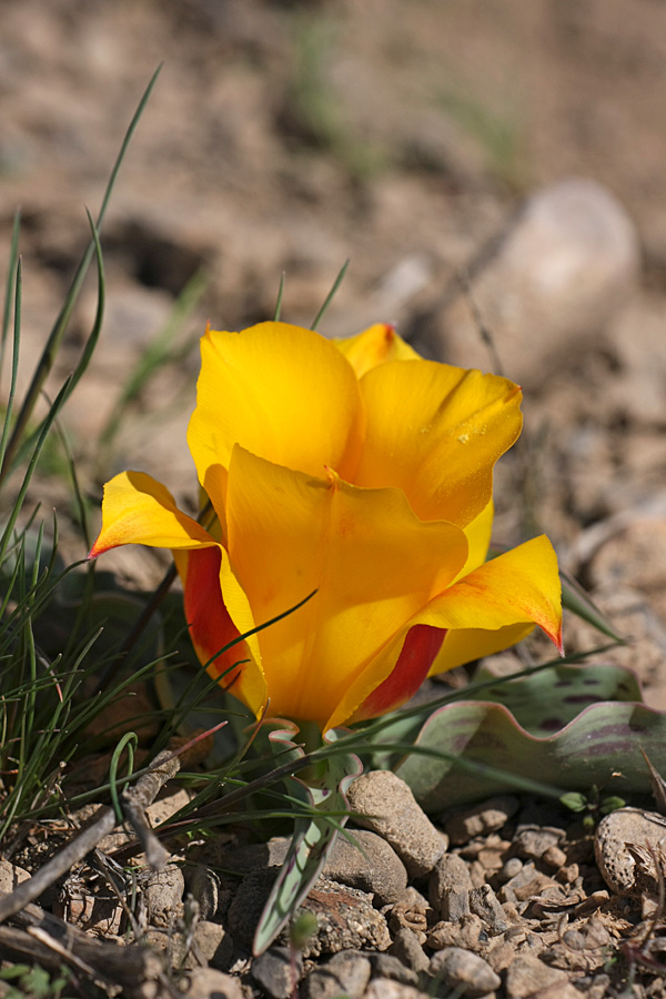 Изображение особи Tulipa greigii.