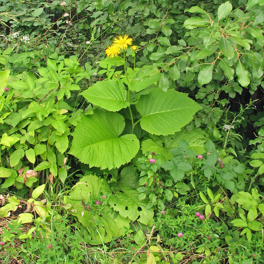 Изображение особи Telekia speciosa.