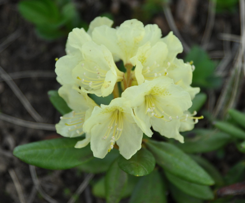 Image of Rhododendron aureum specimen.