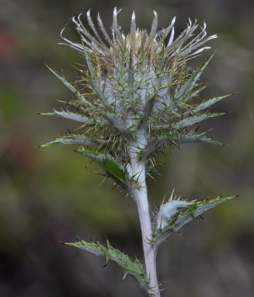 Image of Carlina intermedia specimen.