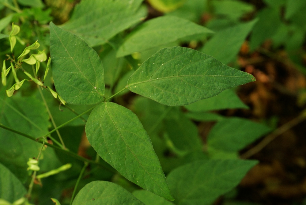 Изображение особи Podocarpium mandshuricum.