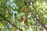 Amygdalus communis. Части ветвей с созревшими плодами. Узбекистан, Ташкентская обл., зап. отроги Чаткальского хр., ур. Чимган, гора Кызылджар. 31.08.2013.