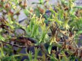 Arnebia decumbens. Побег с плодами, окружёнными оставшимися от цветков характерными чашечками. Узбекистан, Бухарская обл., бугристые пески южнее озера Денгизкуль. 04.06.2009.