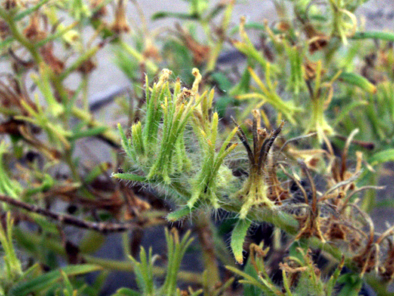Image of Arnebia decumbens specimen.