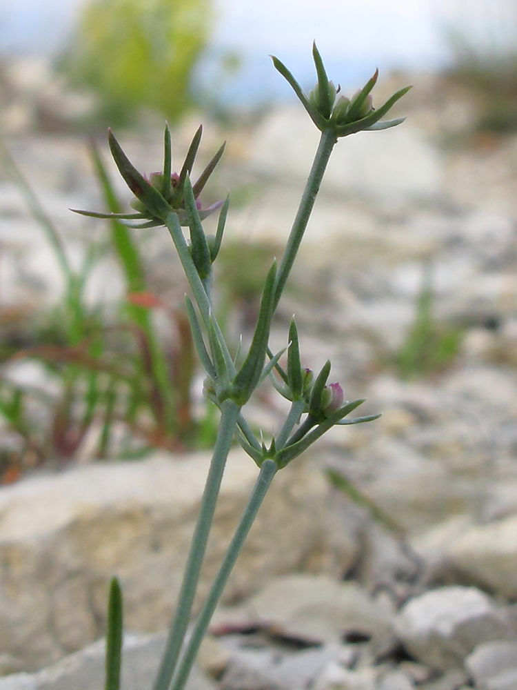 Изображение особи Asperula lipskyana.