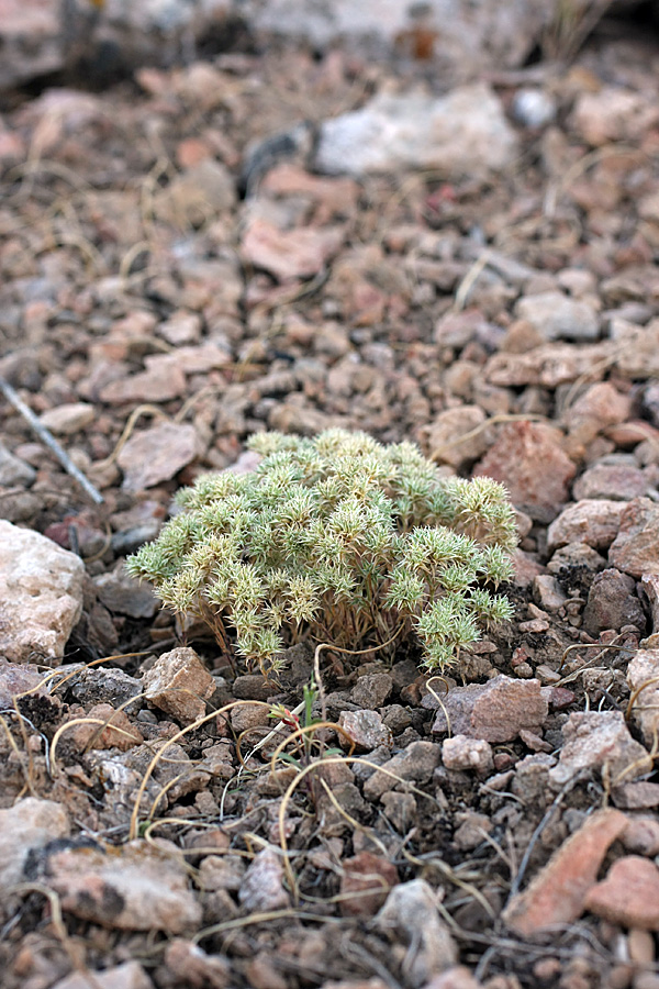 Image of Queria hispanica specimen.