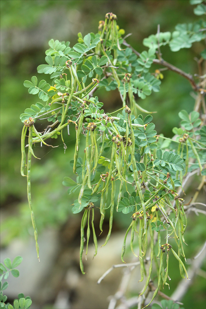 Изображение особи Hippocrepis emeroides.