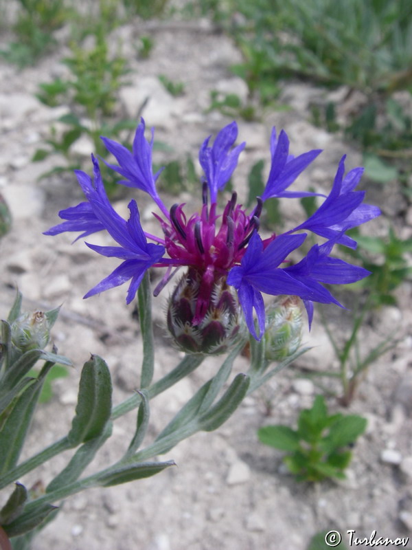 Изображение особи Centaurea depressa.