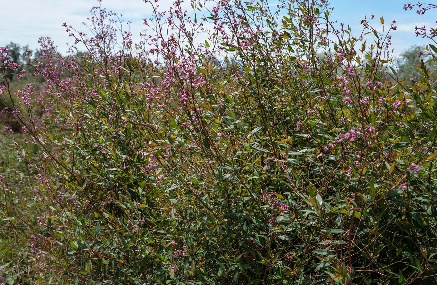 Изображение особи Trachomitum lancifolium.